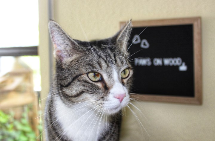 Paws on wood Möbel für Katze und Mensch-01