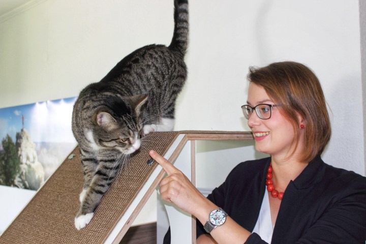 Paws on wood Sophia Herrmann Katze-01