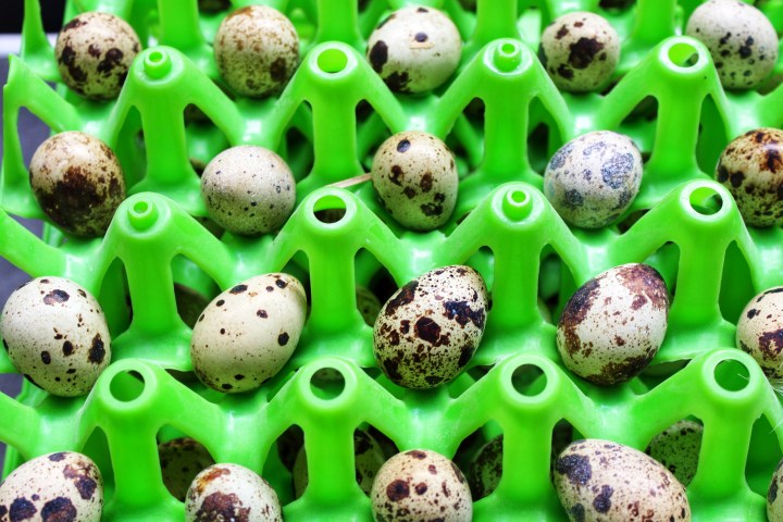 Sauerland Wachteln Eier-01