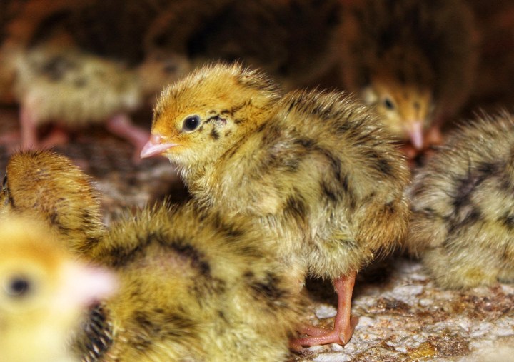 Sauerland Wachteln Küken-01