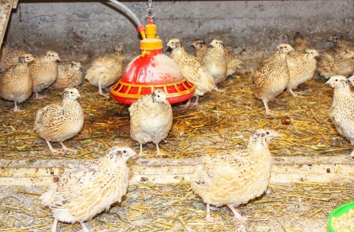 Sauerland Wachteln Stockum-01