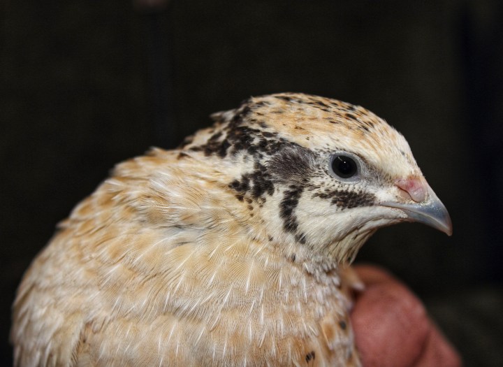 Sauerland Wachteln Wachtel-01