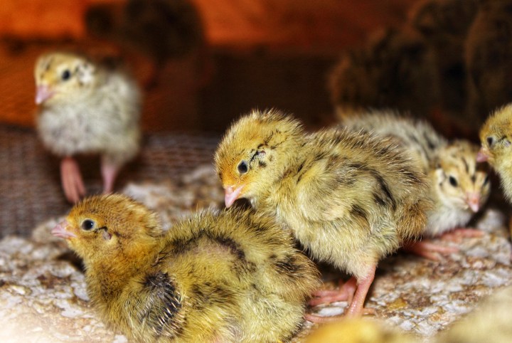 Sauerland Wachteln Wachtelküken-01