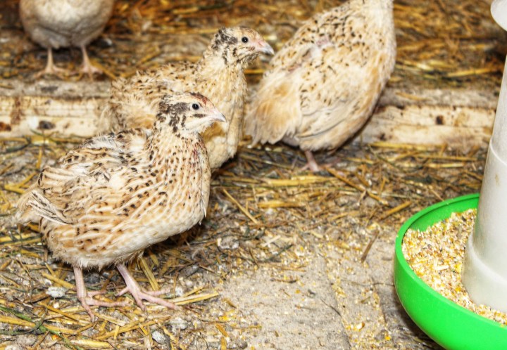 Wachteln Sauerland Eier Fleisch Eierlikör Nudeln-01