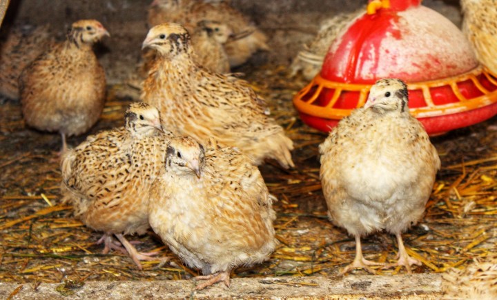 Wachteln Sauerland Sundern-01