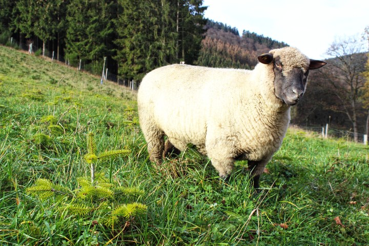 AUF DEM WEG ZUM BIO-SIEGEL FÜR&nbsp;WEIHNACHTSBÄUME