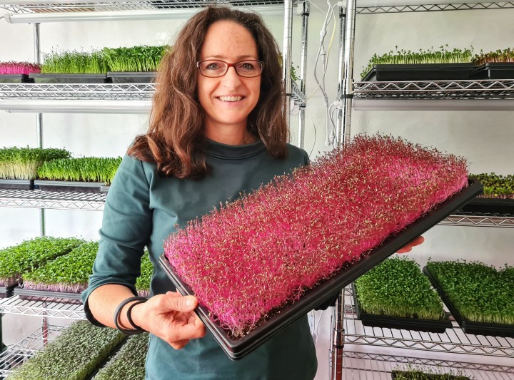 „O MICROGREENS“ – FAST-FOOD MAL&nbsp;GESUND